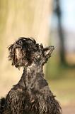 SCOTTISH TERRIER 198
